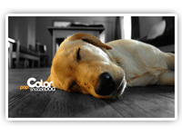 graphic designer portfolio print